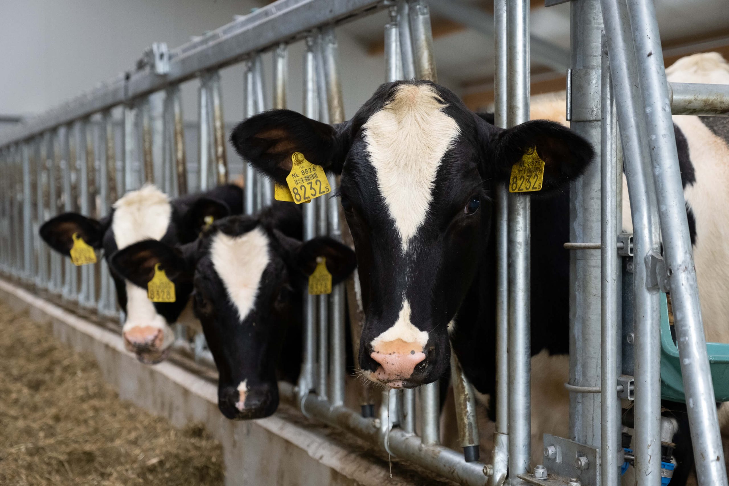 Agrarische Bouw Tijnje