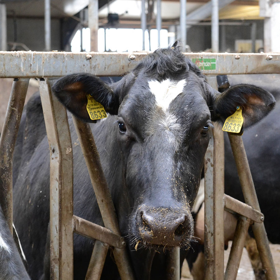 Agrarische bouw Wytgaard