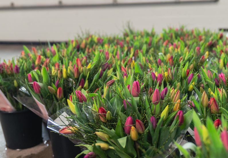 Bewust Veilig-dag bij Bouwbedrijf Bakker